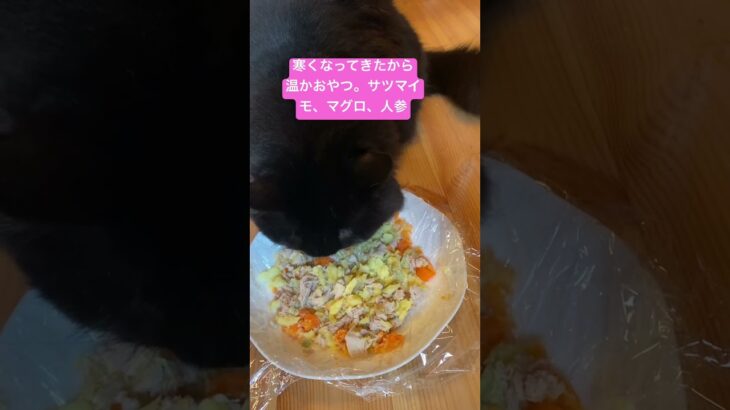 #cat #猫 #癒し #cute #bgm癒し 猫の手作りご飯