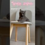 낚이는 고양이~  #고양이 #cat #cute #catlover #猫 #癒し動画 #fyp #귀여운고양이 #고양이영상 #힐링영상