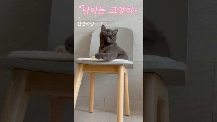 낚이는 고양이~  #고양이 #cat #cute #catlover #猫 #癒し動画 #fyp #귀여운고양이 #고양이영상 #힐링영상