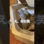 忙しいなな #cat #funny #ネコ #ねこ #猫 #かわいい #おもしろ #笑 #にゃん #癒し