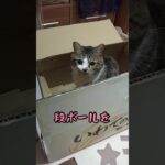 【初ハプニングだにゃ〜笑はしゃぎ過ぎた猫の茶々丸が大変な事に…】#猫#cat #猫ハプニング#癒し #猫動画 #shorts