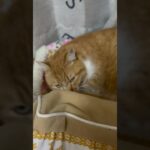 お眠なお菊ちゃん#cat #sleepcat #のら猫 #猫 #癒し #ねこのいる生活 #cute