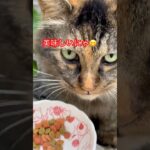 ゴージャスさんごはんに気づいて！😸#cat#japan#日本#short #猫動画#猫#ねこ#おもしろ#癒し#鳴き声#フサフサ