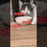 はじめての猫さん😸#cat#japan#short#shorts #おもしろ#ねこ#猫#野良猫#鳴き声#かわいい#癒し#猫好きさんと繋がりたい #ショート#動画