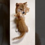 怖いもの知らずの子猫　fearless kitten   #shorts #犬と猫 #dogandcat