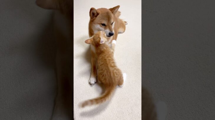 怖いもの知らずの子猫　fearless kitten   #shorts #犬と猫 #dogandcat