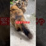 ゴージャスさんの朝ごはん#short#japan#cat #癒し#ねこ#野良猫#猫動画#おもしろい#猫#ショート