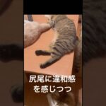 #shorts #猫おもしろ#猫のいる暮らし #可愛い #癒し#cat