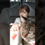 肩乗り猫リクちゃん  ♯shorts　♯ネコおもしろ　♯ネコかわいい　♯猫おもしろ　♯猫かわいい　♯ネコ　♯猫　♯Cat  ＃ねこちゃん  ＃ねこ  ＃猫ちゃん  ＃猫と女性