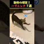 tiktokで6.8億回バズった動物ハプニング動画7選！7Animal Happenings Videos That Got 680 Million Buzz on tiktok!#shorts #犬