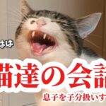 【おもしろ猫動画】飼い猫が長男を自分の子分のように面倒をみてくれる！