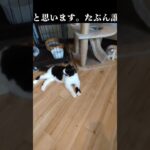 今朝、お店の横で子猫が死んでいました😭誰かが捨てた子猫が獣に襲われたのだと思います💦#保護活動筑豊 #ちび天 #宮若市 #遺棄 #保護 #保護活動 #捨て猫