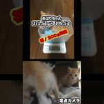 子猫３匹保護 ５日目 #保護猫 #子猫