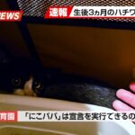 【にこねこ速報】またまた子猫がご入園しました