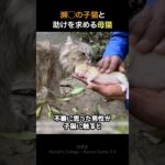 弱った子猫と助けを求める母親