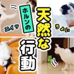 ちょっとおバカで天然な愛猫のおもしろ行動を集めてみました