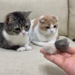 大好きだった子猫たちを里子に出した後、毛玉を持ち帰ったら猫たちが寂しくてこうなっちゃいました…