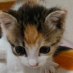 ミケ子猫のゆずちゃんのご報告ライブこ【赤ちゃん猫　保護猫】