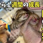 ③捨てられた３匹の子猫：現在４匹を同時子育て中