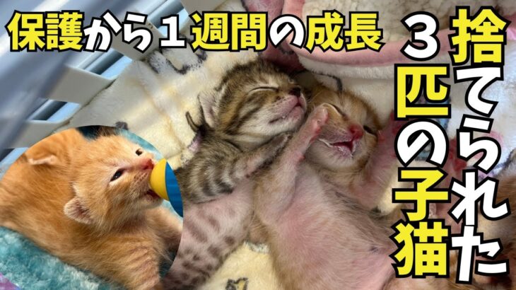 ③捨てられた３匹の子猫：現在４匹を同時子育て中