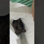 我が家のにゃん　猫　癒し