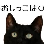 猫のおもしろ雑学【聞き流し】