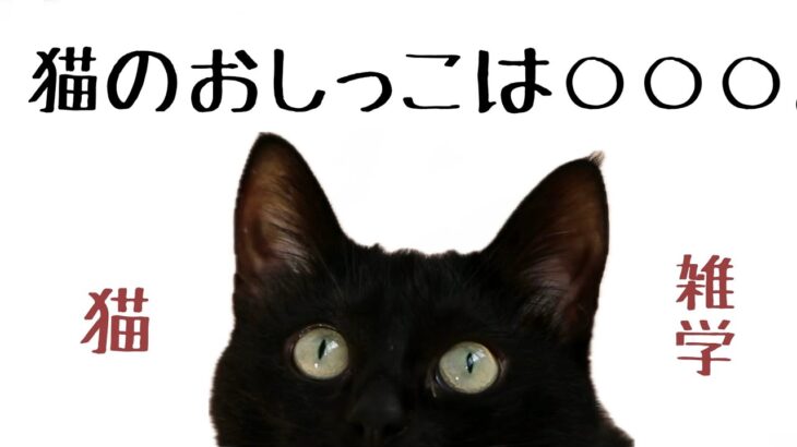 猫のおもしろ雑学【聞き流し】