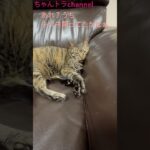 うちのキツネ猫　#かわいい猫