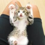 こちょこちょパーをする子猫がかわいすぎました…