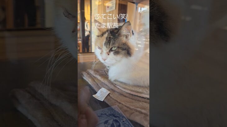 和歌山【たま駅長】貴志駅　たま駅長　ねこ　ネコ　猫　野良猫　のら猫　おもしろ　