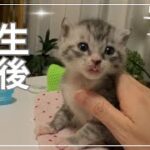 初めての一歩！子猫が歩き始めた＆まさかのトイレも・・・！？