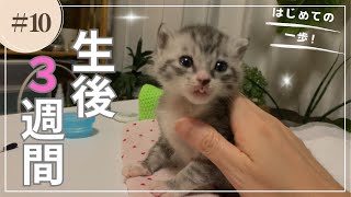 初めての一歩！子猫が歩き始めた＆まさかのトイレも・・・！？