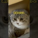 新家族お迎え　スコティッシュフォールド #ペットのいる暮らし #癒しペット #猫#癒し猫動画 #猫お迎え#スコティッシュフォールド #家族が増えました