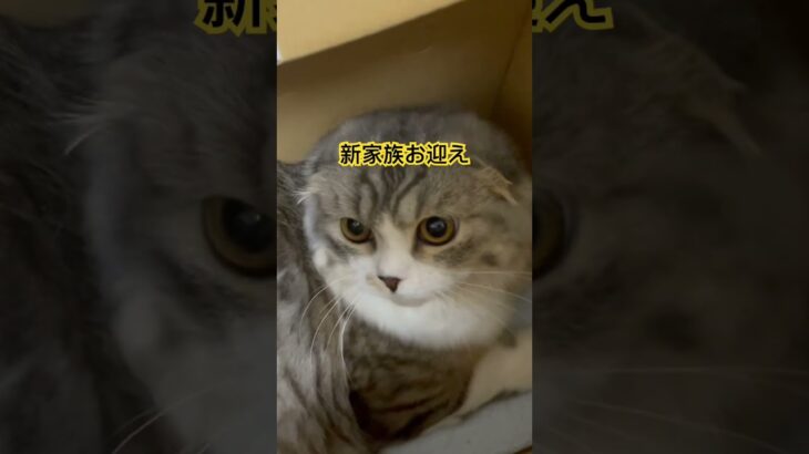 新家族お迎え　スコティッシュフォールド #ペットのいる暮らし #癒しペット #猫#癒し猫動画 #猫お迎え#スコティッシュフォールド #家族が増えました