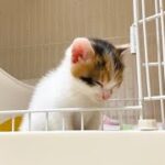 一匹だけケージから出ない保護子猫