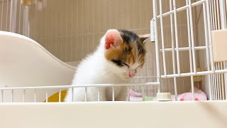 一匹だけケージから出ない保護子猫