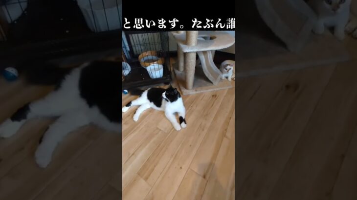 今朝、お店の横で子猫が死んでいました😭誰かが捨てた子猫が獣に襲われたのだと思います💦#保護活動筑豊 #ちび天 #宮若市 #遺棄 #保護 #保護活動 #捨て猫