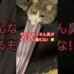 #かわいい猫 #猫のいる暮らし