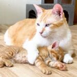 子猫を腕の中で寝かす優しい先住猫