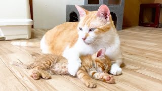 子猫を腕の中で寝かす優しい先住猫