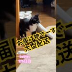 【猫動画】仔猫生後176日 ウメちゃんのかわいい配達員🩷座布団持ってきたよ(笑)#かわいい子猫 #猫のいる暮らし #cat #癒し動画