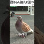 猫のおもしろ動画にツッコミどころ満載なアフレコしてみた＃194【犯人】【ハプニング映像】#shorts　#アフレコ #面白動画