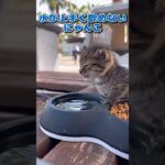 かわいい猫ちゃんの癒し動画まとめ2🐾  #猫 #子猫 #ペット #cat #kitty #pets #animals #animalshorts #shorts #cutecat