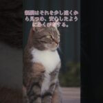 親子の絆と癒しのひととき2 export#猫親子#猫の絆#子猫と母猫#猫の愛情#猫の育児#ほっこり猫#猫とのひととき#猫ファミリー