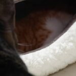 2024.11.13　子猫の訪問　  cats room 【CatsLive:Miaou みゃう】