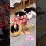 【猫動画】子猫生後216日　やっと全員抜糸完了！いつもの裸族で至福の時間。かわいいって罪🩷#かわいい子猫 #保護猫 #猫のいる暮らし#黒猫#ハチワレ #cat