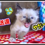 【子猫生後44日目】初めてのキャットタワーと強制送還 #子猫 #ラグドール