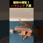 Instagramで7億回バズった動物ハプニング動画7選！7Animal Happenings Videos That Got 700 Million Buzz on Instagram!#犬#猫