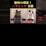 SNSで7.1億回バズった動物ハプニング動画9選！9Animal Happenings Videos That Got 710 Million Buzz on SNS!#shorts #犬#猫#動物