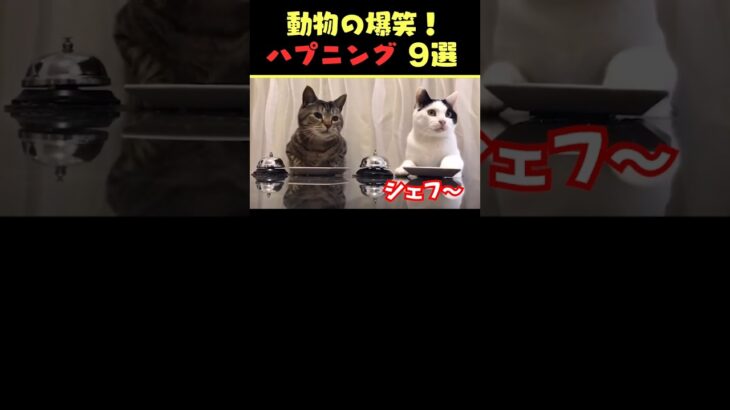 SNSで7.1億回バズった動物ハプニング動画9選！9Animal Happenings Videos That Got 710 Million Buzz on SNS!#shorts #犬#猫#動物